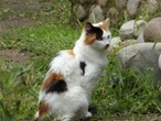 La ciencia resuelve el misterio de los gatos calicó machos, tras 120 años de incertidumbre 