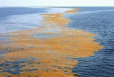 Existe un mar en el planeta que no toca tierra. Esto es porque no tiene costa 
