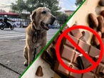 Estos son los alimentos más tóxicos para tus perros y quizá no lo sabías 