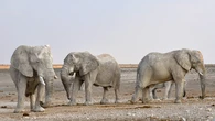 “Es un misterio”: los científicos quieren descubrir porque algunos animales viven días y otros hasta miles de años 