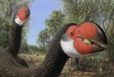 El cráneo de esta ave extinta dejó sin palabras a los científicos en Australia: así era el "pájaro del trueno" 