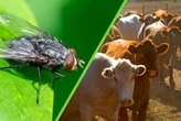 México criará 100 millones de moscas estériles por semana en Chiapas: el plan para detener el gusano barrenador 