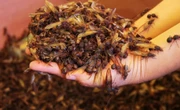 Cultivan hongos, su reina mide 30 mm de largo y ahora están cayendo en casi todo México por las lluvias: hormigas chicatanas