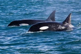 Una zona en México se volvió el centro del caos turístico por la llegada de viajeros para nadar con orcas: no había regulación, hasta ahora 