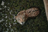 Alguien ha contado cuántos jaguares salvajes quedan en todo México. Hay muy buenas noticias 