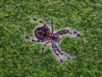 Científicos encontraron una araña que brilla bajo luz ultravioleta en una de las zonas menos exploradas del planeta