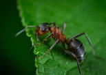 Parece inofensiva, pero su picadura puede ser letal: la hormiga venenosa que invade EUA 