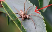 De esta manera puedes protegerte de la araña violinista sin gastar dinero y con productos que tienes en el hogar 