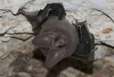 Esta especie es experta en control de plagas y México la ha logrado salvar: el murciélago orejón