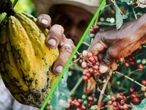 El cacao y el café están tan caros que se han saboteando a si mismos: los que los compran no tienen ni dinero para transportarlos 