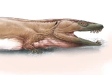 Es feroz, gigante y existió antes de los dinosaurios: por fin sabemos cómo se ve la salamandra gigante de Namib 
