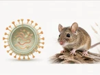 El hantavirus que causó pánico en un crucero de lujo es desconocido por muchos. Argentina y Chile han luchado contra él por años 