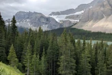 Italia plantó millones de árboles para proteger los Alpes. 90 años después, descubrieron que la biodiversidad se redujo a la mitad 