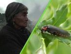 Hemos descubierto una nueva especie de luciérnaga en México; le pusimos el nombre de una curandera  