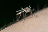 Dile adiós a los mosquitos con esto: aprende el truco del papel higiénico 