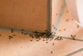 Qué hacer si se metieron hormigas a tu casa con las lluvias. Cuatro formas de deshacerte de ellas