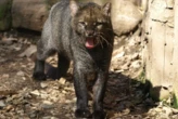Tras 40 años sin ser visto, el jaguarundi, un depredador que se creía extinto, reaparece y enciende las alarmas en Estados Unidos  