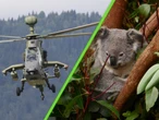 Con francotiradores desde helicópteros, Australia sacrificó 750 koalas. Todo fue por su bien 