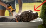 Ni cada semana o cada mes: este es el tiempo ideal que debes esperar para bañar a tus perros 