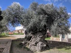 Sabíamos que los olivos eran árboles que duraban generaciones. Lo que no imaginábamos es que pueden tener hasta 4,000 años de edad 