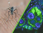 Yucatán está creando un ejército de "mosquitos buenos" con una misión: luchar contra los que transmiten dengue, zika y chikungunya 