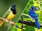 Los científicos descubren por primera vez un ave híbrida con azul y verde de dos especies que se separaron hace 7 millones de años