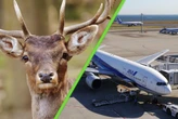 Hay una plaga que está dando dolores de cabeza a los aeropuertos de México y quieren controlarla a como dé lugar: miles de venados 
