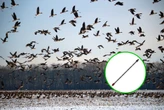 Durante siglos se creyó que las aves migraban a la Luna y una flecha reveló la verdad 