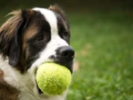 Algunos perros podrían ser “adictos a la pelota”, según la ciencia: muestran ansiedad al separarlos de sus juguetes 