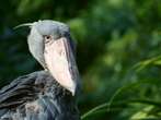 Este pájaro africano de tamaño humano no solo parece salido de una película de terror, también se alimenta de cocodrilos bebés