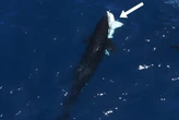 Esta manada de orcas atacó a un tiburón ballena en México para extraer sus órganos: ahora van por los tiburones blancos 