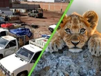 Descubren red de huachicoleo en México tan grande que mantenía su propio zoológico con ponis y animales exóticos 