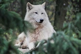 Escocia está desesperada por los ciervos que destrozan sus bosques y piensan en una medida extrema: reintroducir a 167 lobos 