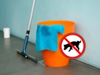 Mucha gente utiliza cloro para limpiar la pipí de sus mascotas, pero es un error: esto dice la ciencia 