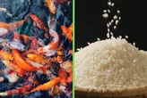 Mientras el mundo apuesta por la alta tecnología para la agricultura, este país produce más alimentos con peces y demuestra que lo antiguo también funciona 
