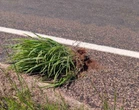 Australia emite la alerta más extraña que hayamos escuchado tras este hallazgo en sus carreteras 
