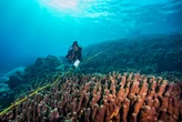 Científicos creyeron haber encontrado la criatura marina grande del mundo, pero a los pocos días hallaron una que duplica sus dimensiones 