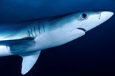 Unos pescadores capturaron a un depredador con 24 filas de dientes: resultó ser una nueva especie 