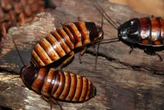 Australia encontró un criadero clandestino de insectos y el resultado fue 100,000 cucarachas decomisadas 