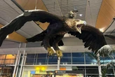 Por 13 años Wellington tuvo en su aeropuerto esculturas de águilas gigantes. Eran un homenaje a "El Señor de los anillos"