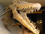 Estos geólogos encontraron restos de un "monstruo marino" en Mississippi: mide más de 9 metros y tiene 66 millones de años
