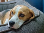 Que tu perro se emocione demasiado cuando llegas a casa no siempre es una buena señal, advierten veterinarios 