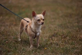 Veterinarios descubren que este perro chihuahua no estaba cansado: había inhalado cocaína y presentó una arritmia inusual 