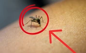 No estás loco, esta es la razón por la cual hay más zancudos en época de calor 