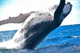 Si vives con el miedo de ser tragado por una ballena, la ciencia dice que debes estar tranquilo: no hay nada que temer 