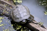 Científicos eliminaron miles de ranas toro para salvar a las tortugas nativas de una extinción silenciosa
