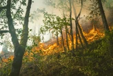 Los incendios arrasan muchos lugares de España y del mundo. He descubierto un mapa de la NASA esencial para informarme de todo 