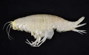 Parece un camarón blanco, pero es el crustáceo más grande del mundo y los investigadores ya saben por qué es tan raro de ver 