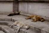 En México sacrificaron a más de 10,000 perros y el problema es que era legal: ahora el gobierno quiere cambiar eso 