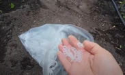 Встановіть це на гілках – і вони не зламаються під вагою плодів. Секретний лайфхак від городника